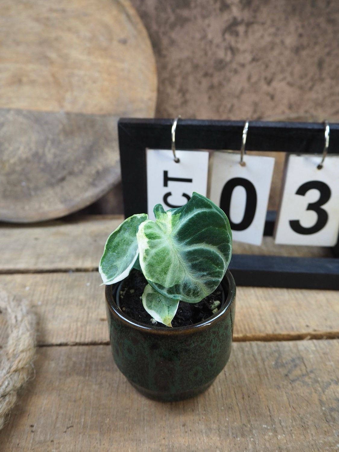 Alocasia Ninja Variegata #3