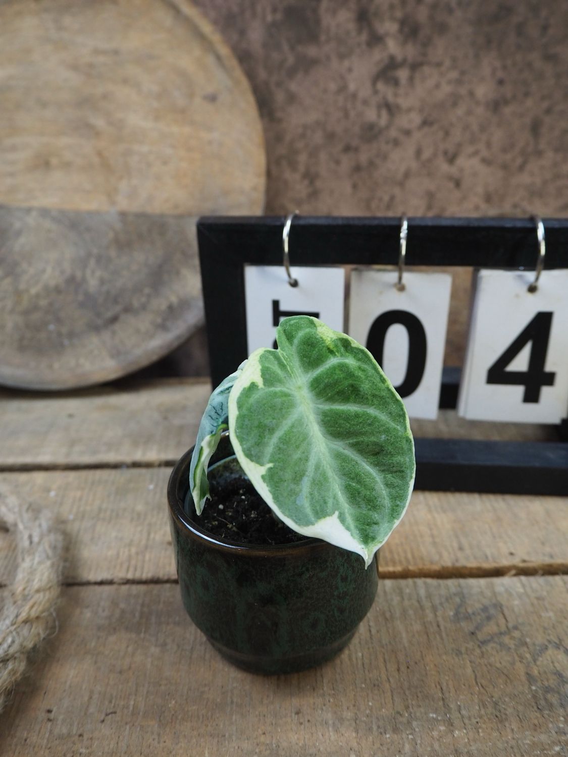 Alocasia Ninja Variegata #4