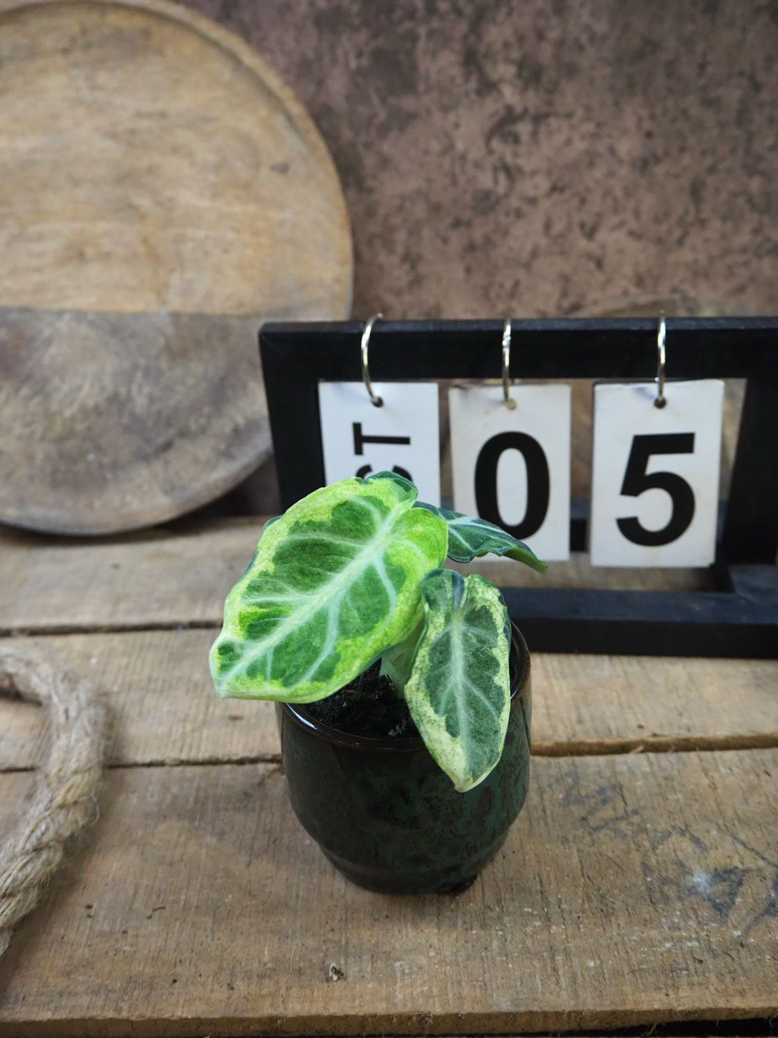 Alocasia Ninja Variegata #5