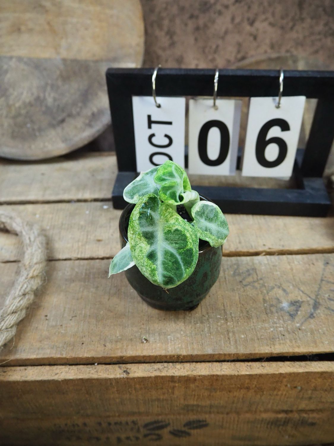 Alocasia Ninja Variegata #6