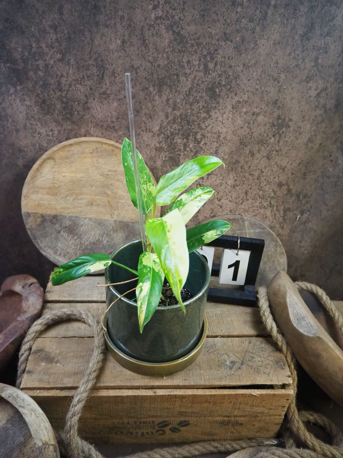 Philodendron Domesticum Variegata #1