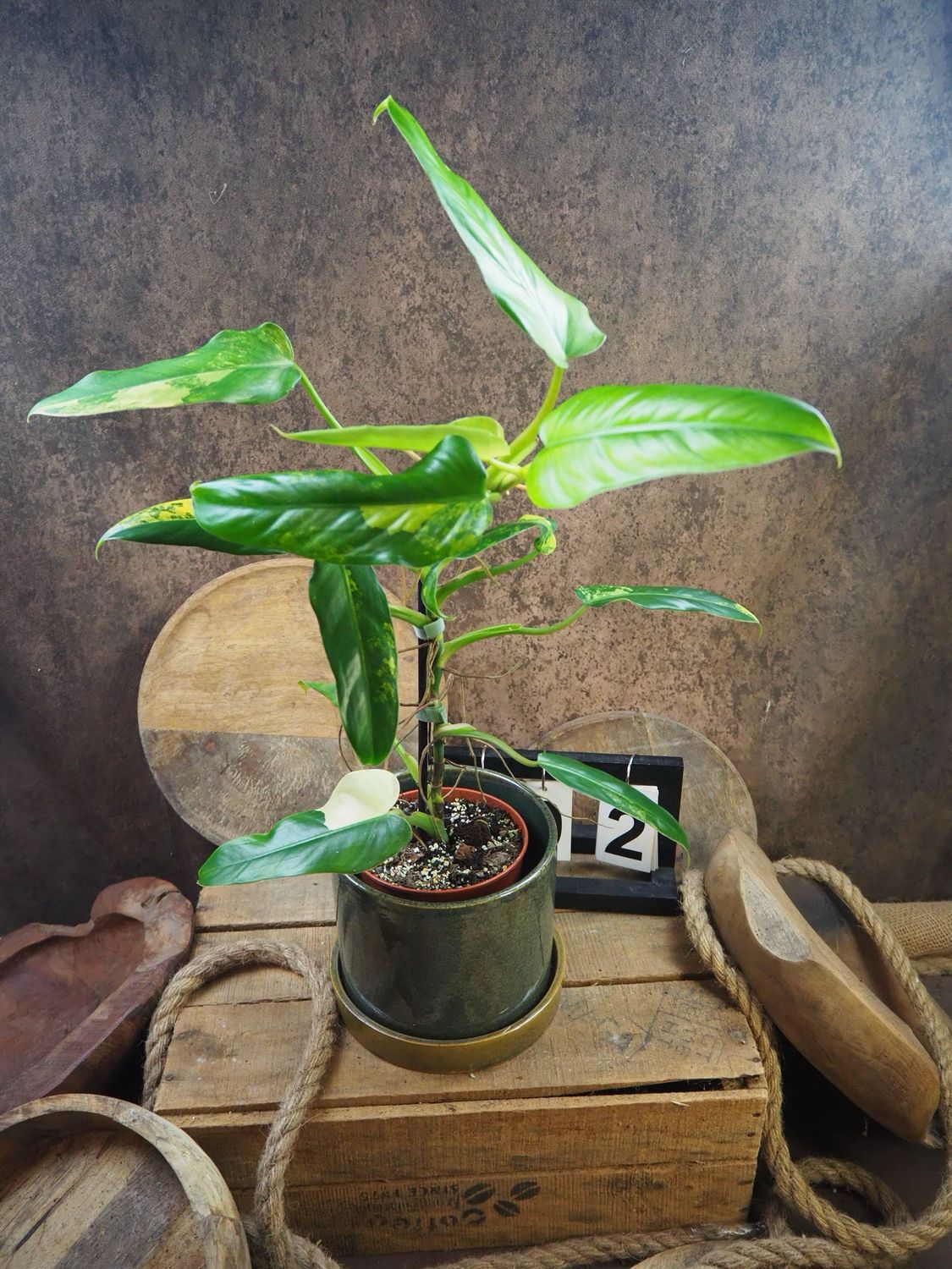 Philodendron Domesticum Variegata #2