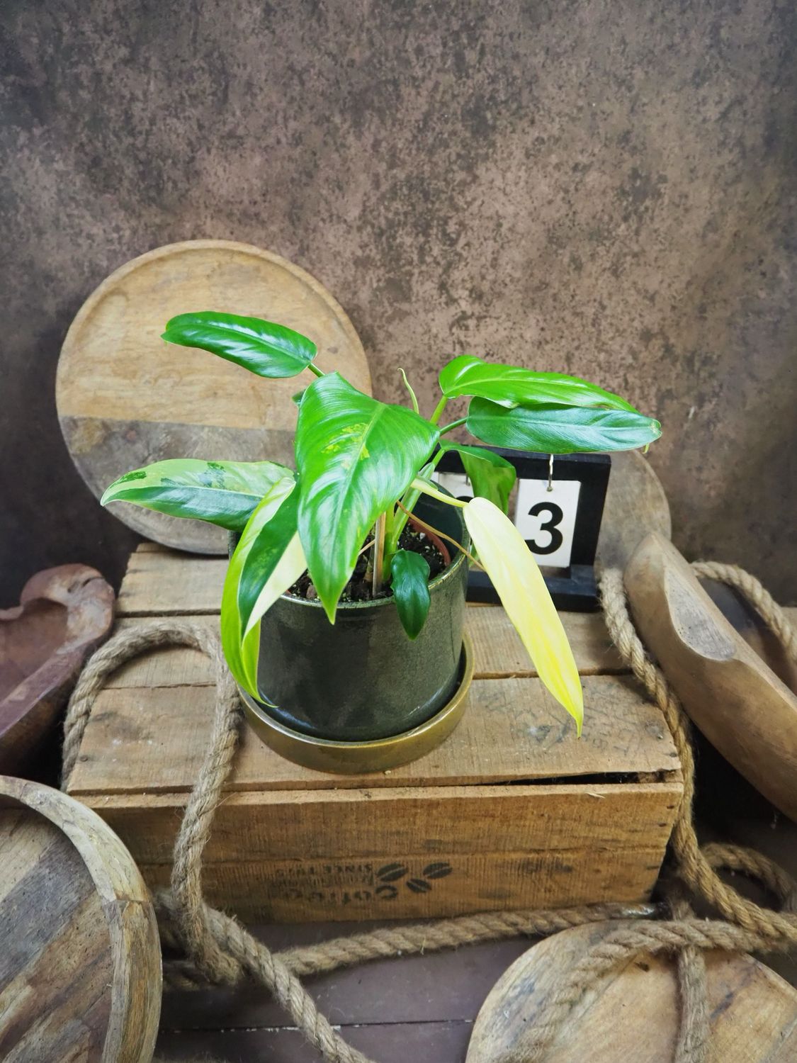 Philodendron Domesticum Variegata #3