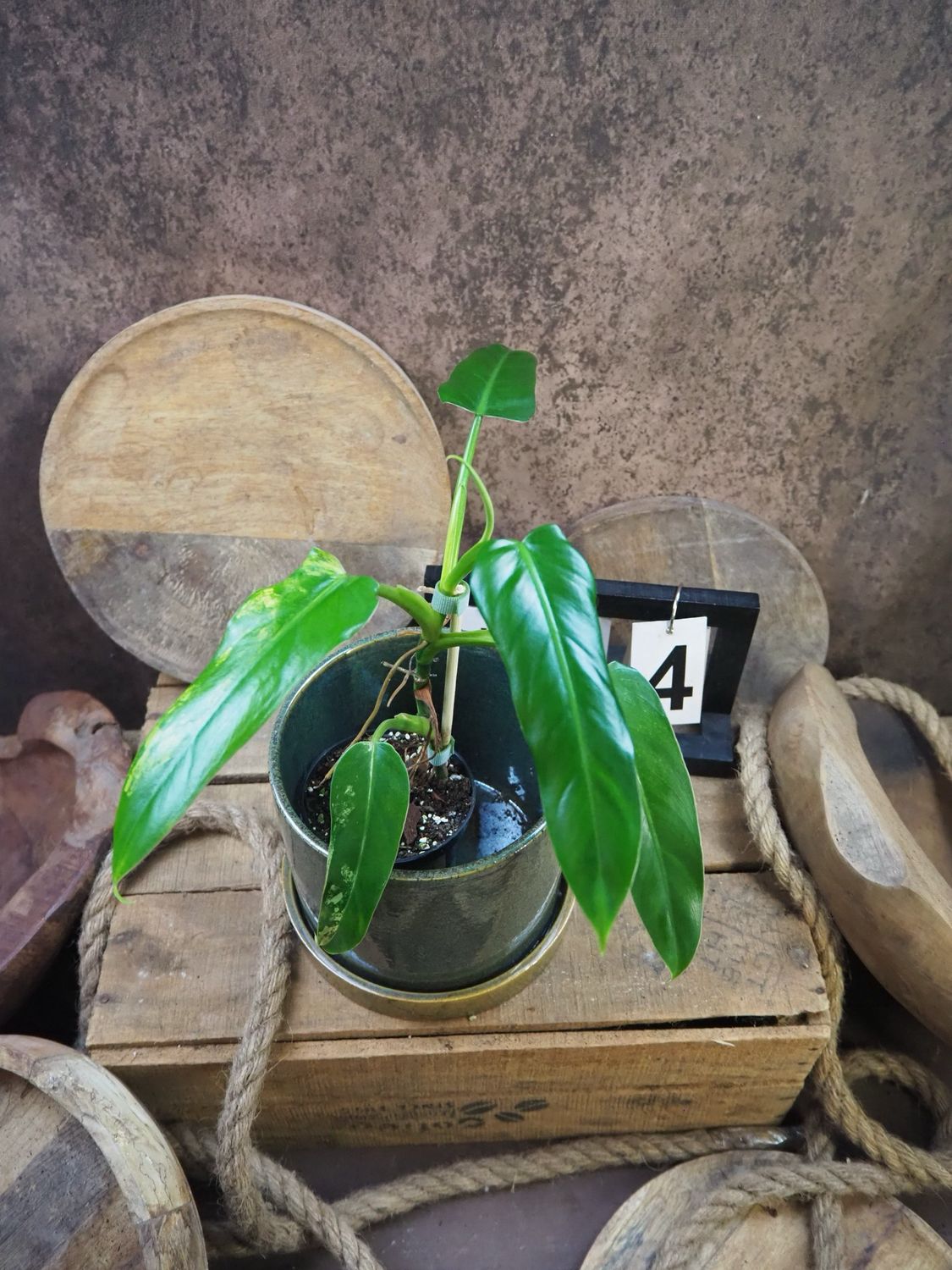 Philodendron Domesticum Variegata #4