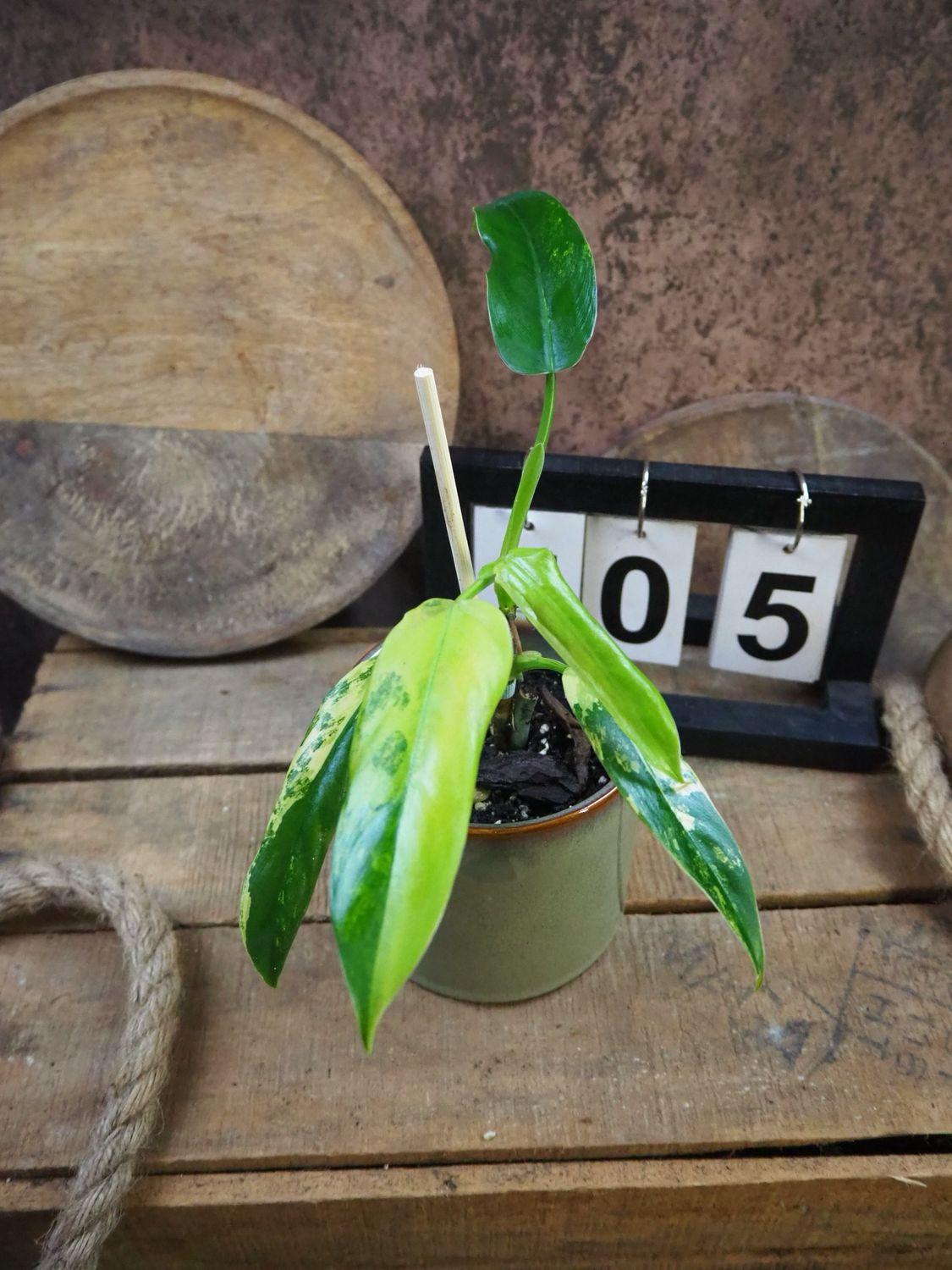 Philodendron Domesticum Variegata #5