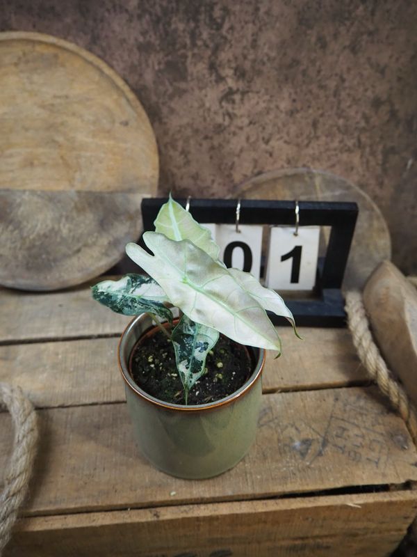 Alocasia Polly Pink Variegata #1 Alocasia Polly Pink Variegata #1