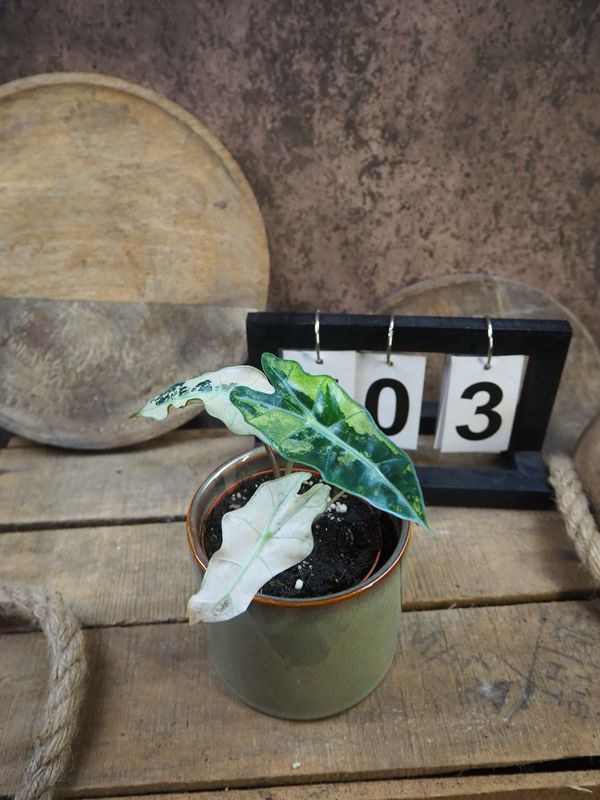 Alocasia Polly Pink Variegata #3 Alocasia Polly Pink Variegata #3