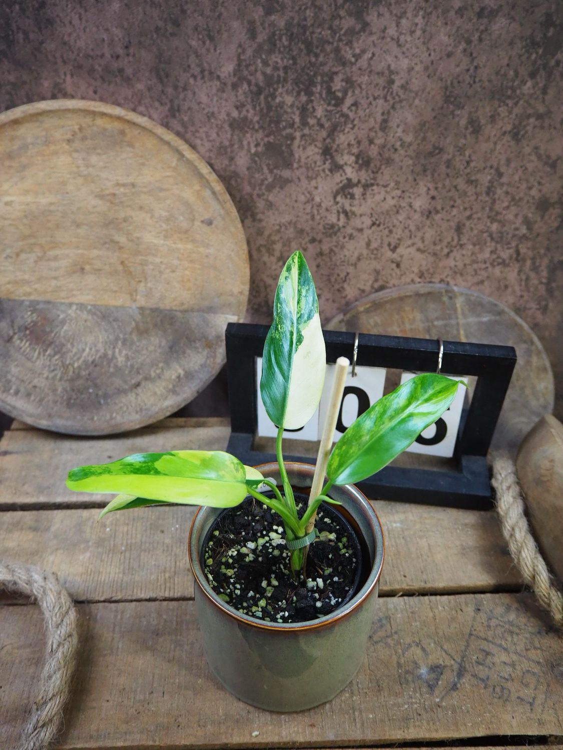 Philodendron Domesticum Variegata #6