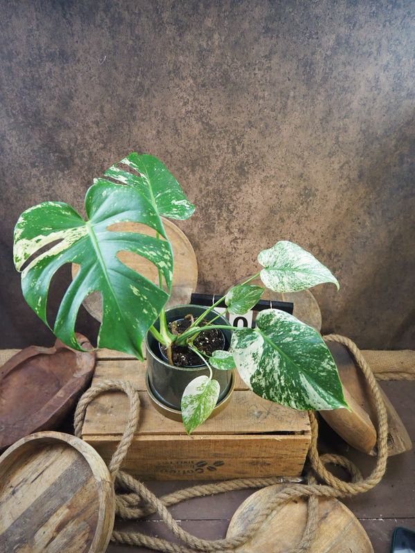 Monstera Deliciosa Mint Variegata #II Monstera Deliciosa Mint Variegata #II
