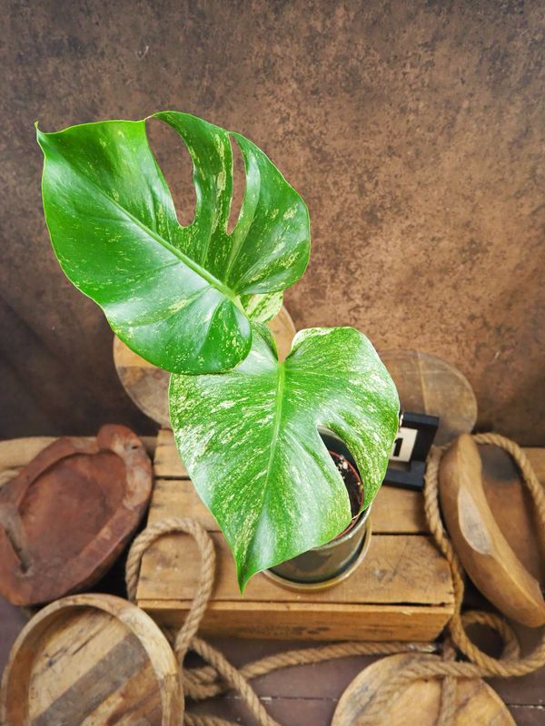 Monstera Deliciosa Mint Variegata #I Monstera Deliciosa Mint Variegata #I
