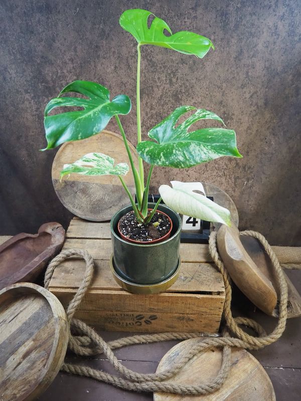 Monstera Deliciosa Mint Variegata #IV Monstera Deliciosa Mint Variegata #IV