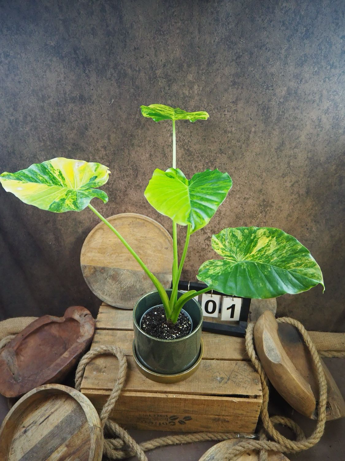 Alocasia gageana Aurea XL #1 Alocasia gageana Aurea XL #1