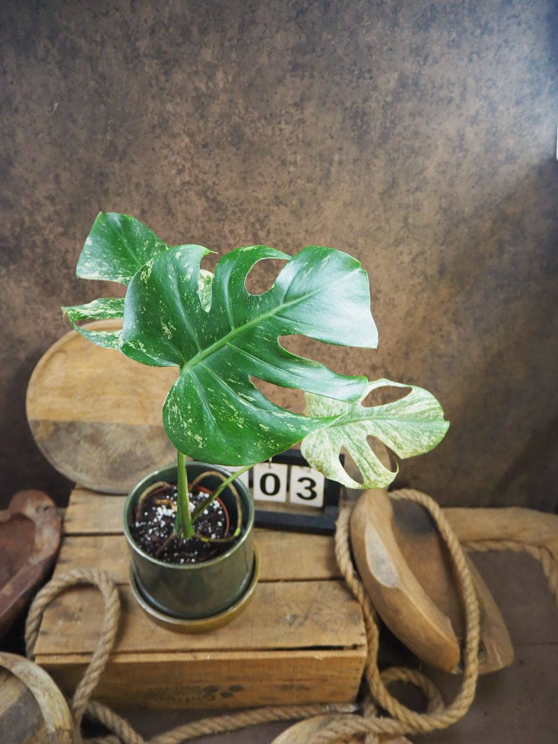 Monstera Deliciosa Mint Variegata #III