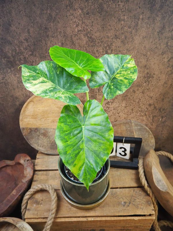 Alocasia gageana Aurea XL #3