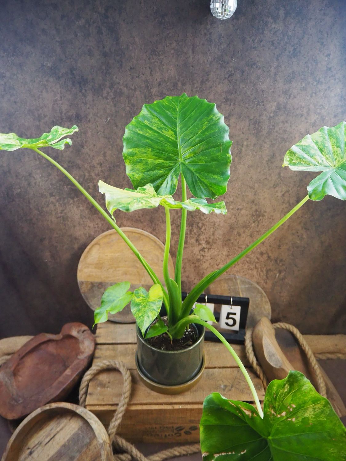 Alocasia gageana Aurea XL #5 Alocasia gageana Aurea XL #5