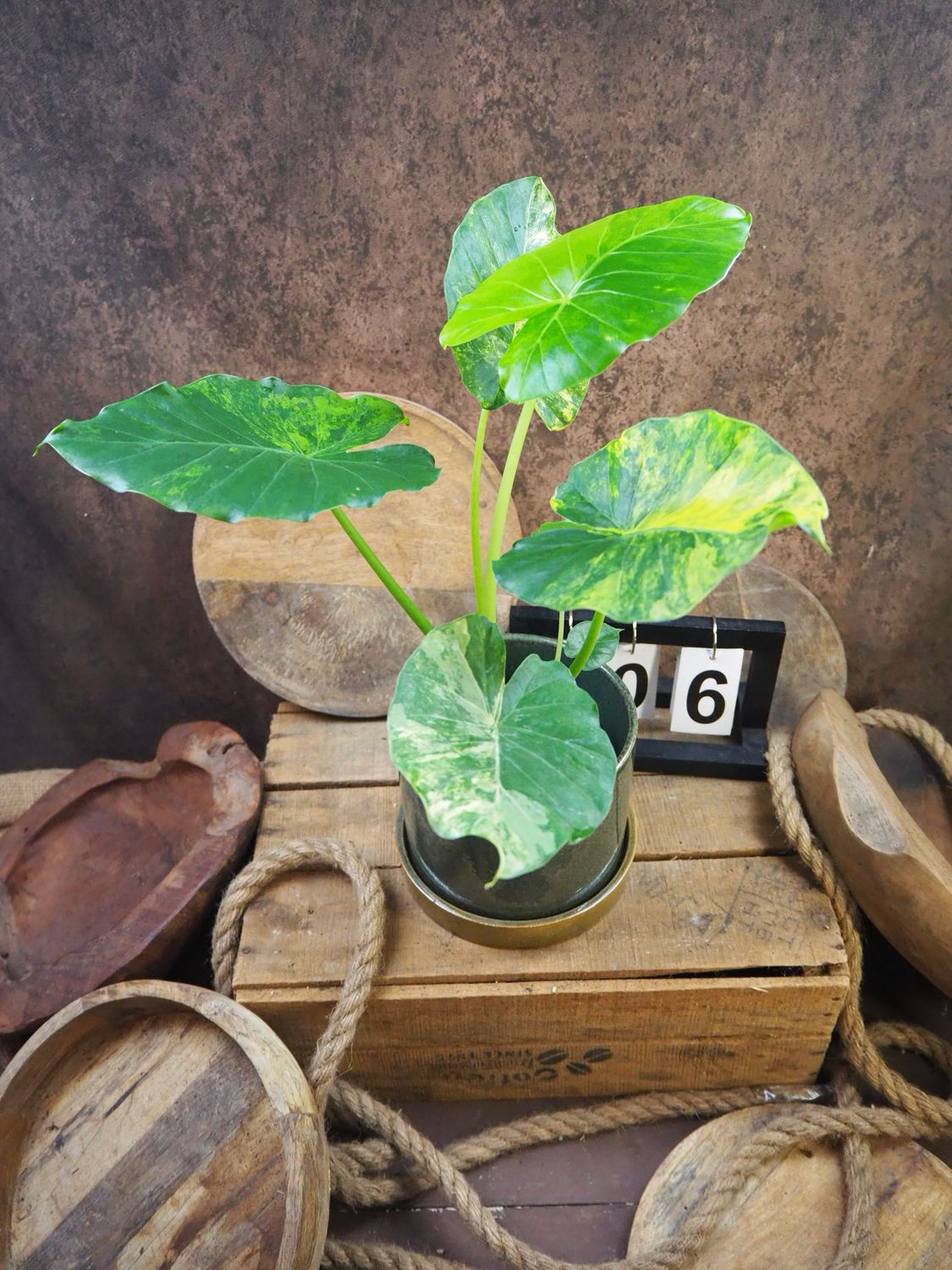 Alocasia gageana Aurea XL #6