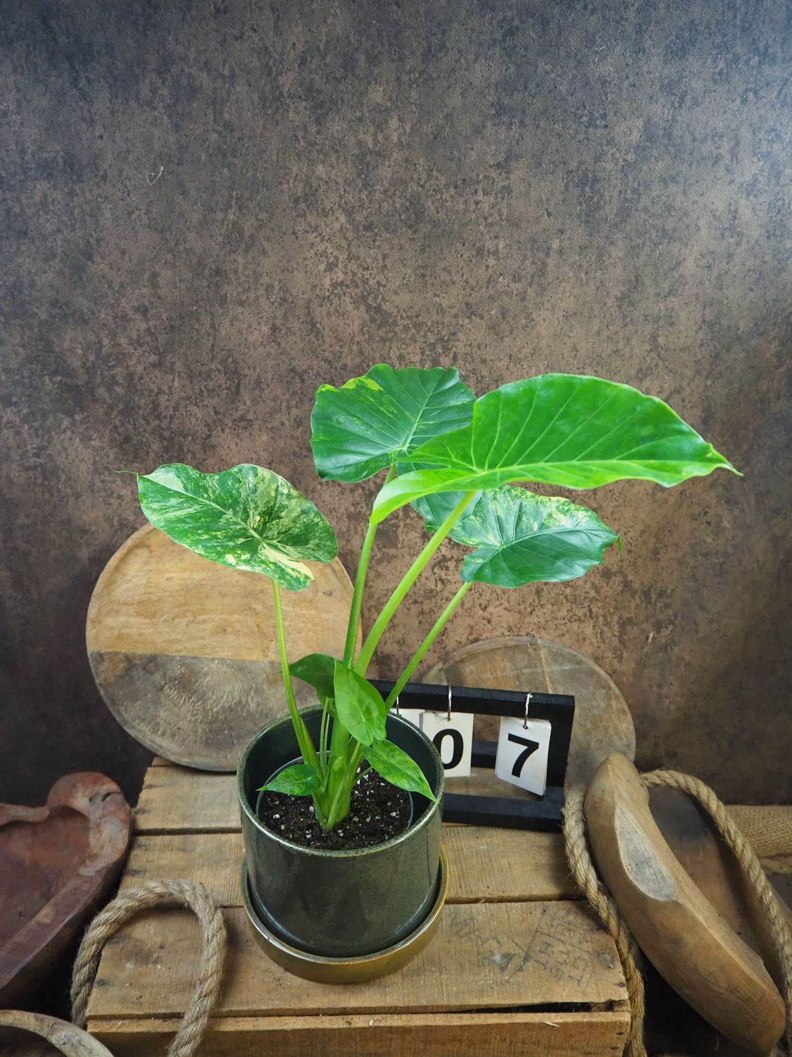 Alocasia gageana Aurea XL #7