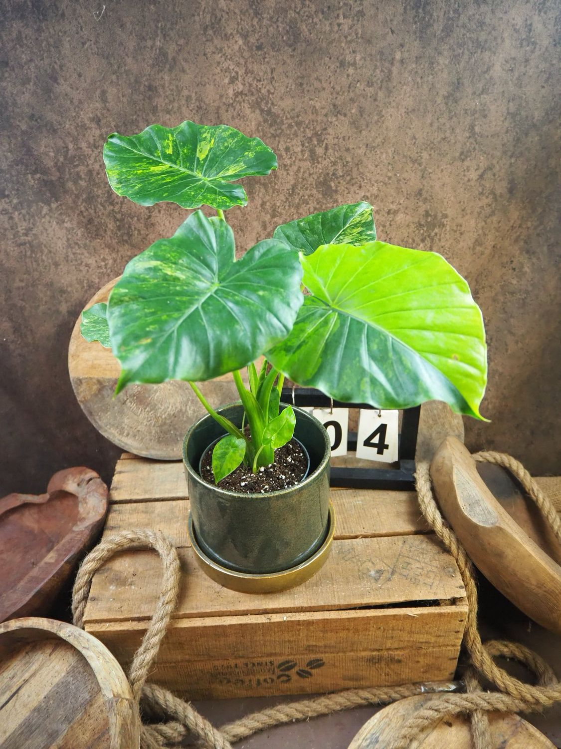 Alocasia gageana Aurea XL #4