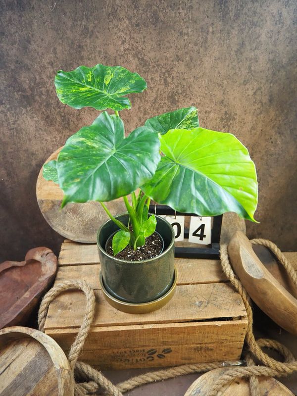 Alocasia gageana Aurea XL #4