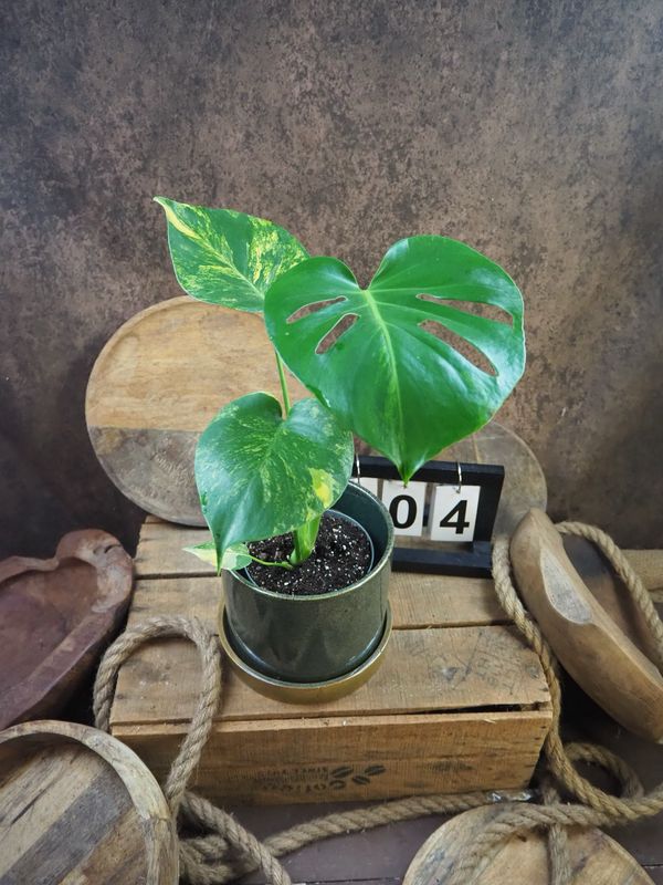Monstera Deliciosa Aurea Variegata #M4 Monstera Deliciosa Aurea Variegata #M4
