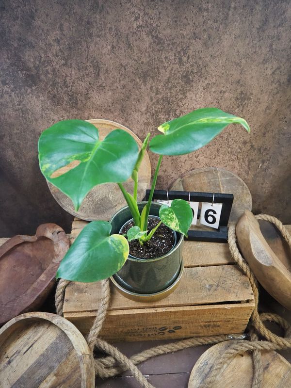 Monstera Deliciosa Aurea Variegata #M6 Monstera Deliciosa Aurea Variegata #M6