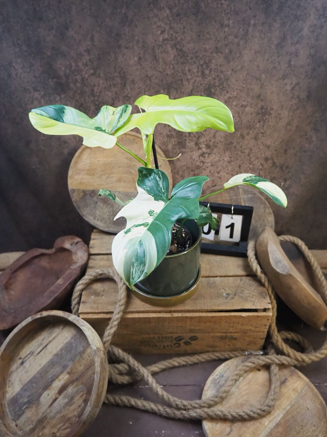 Philodendron Golden Violin Variegata #1