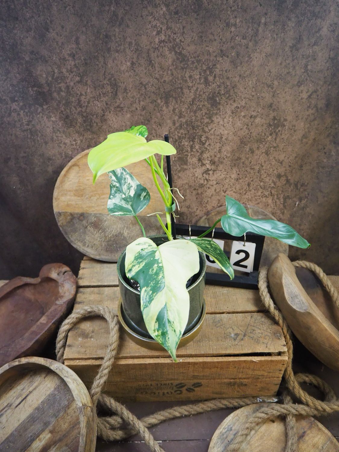 Philodendron Golden Violin Variegata #2