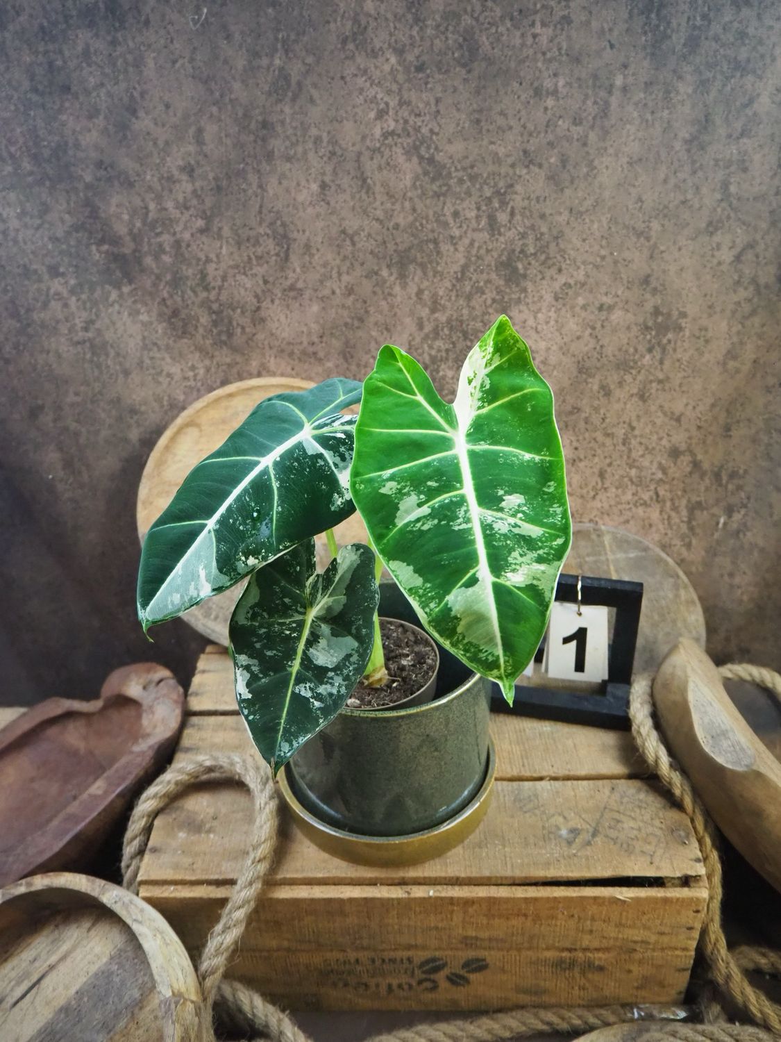 Alocasia Frydek Variegata #1