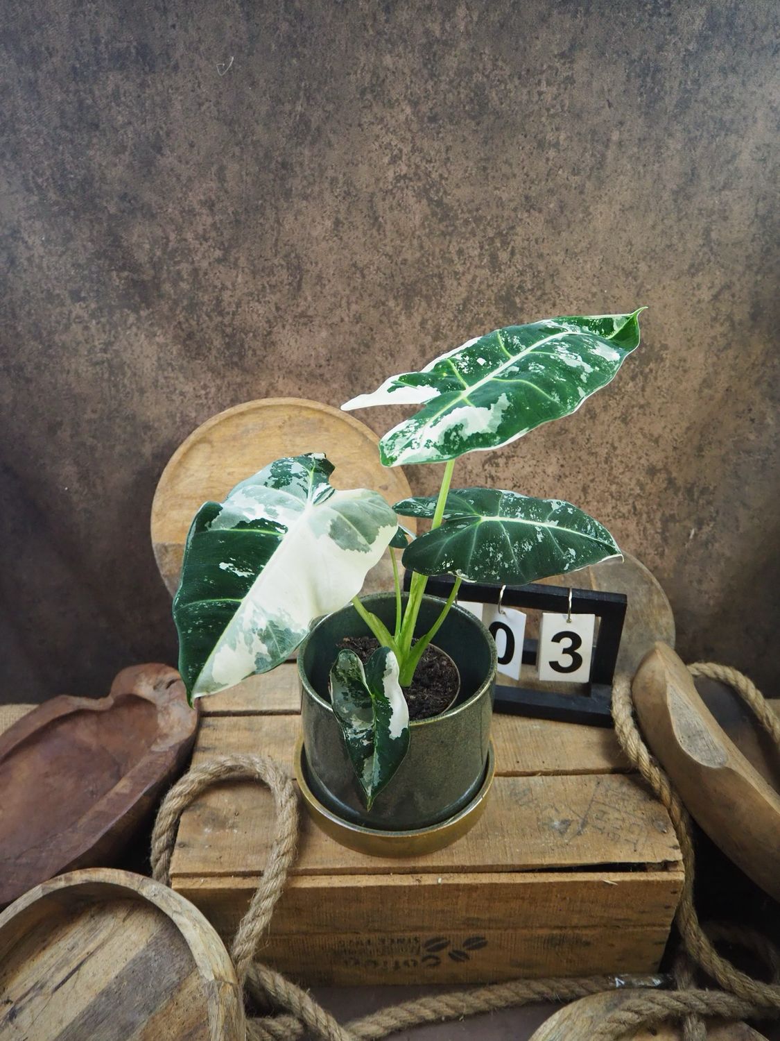 Alocasia Frydek Variegata #3