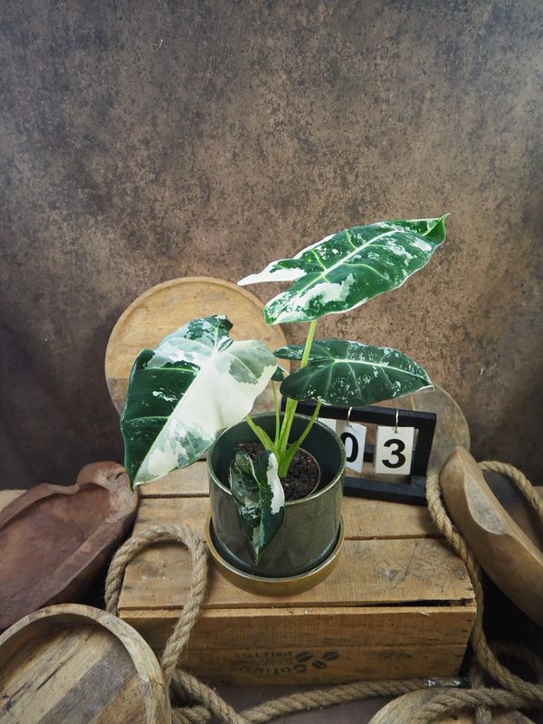 Alocasia Frydek Variegata #3 Alocasia Frydek Variegata #3