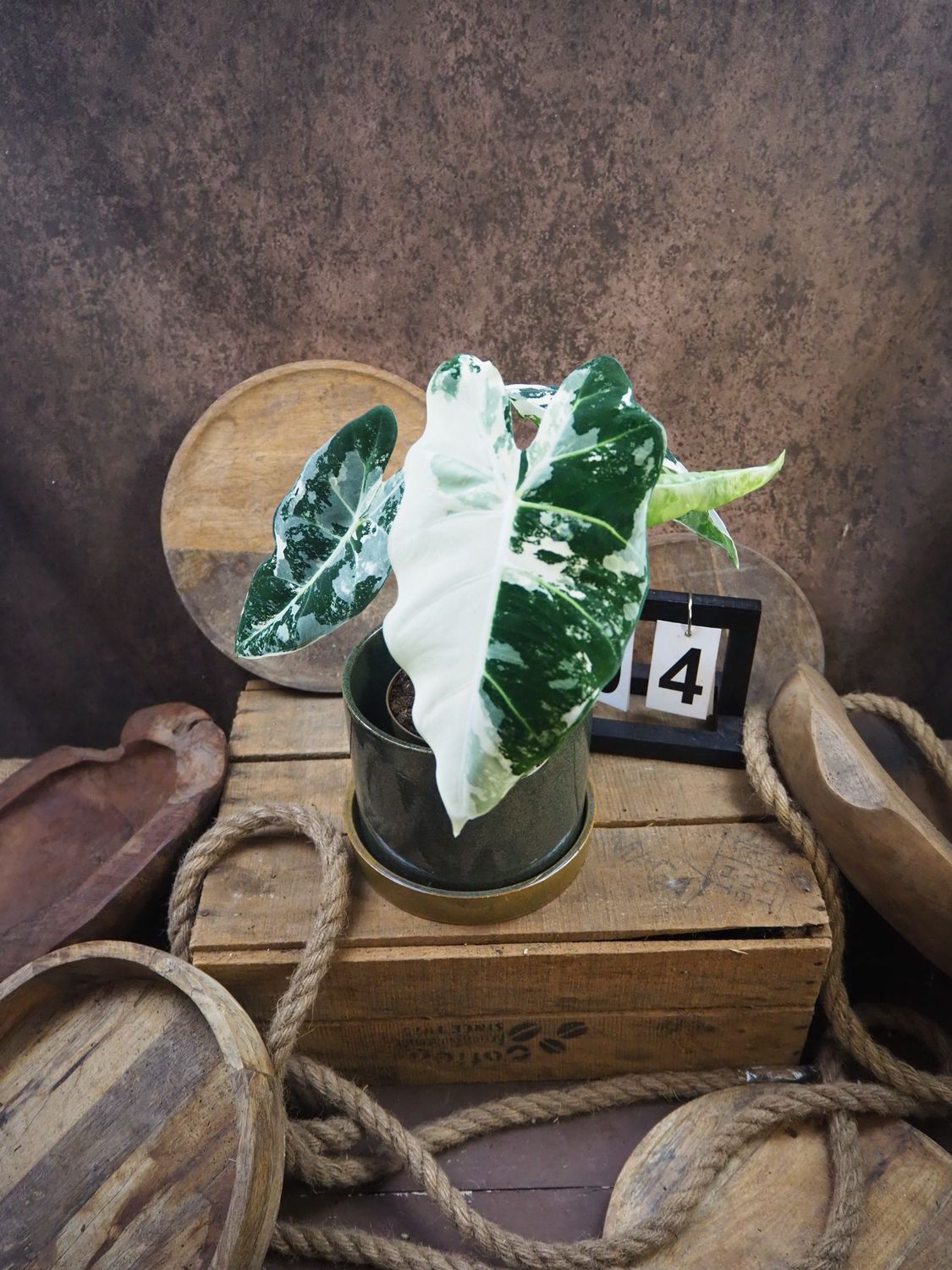 Alocasia Frydek Variegata #4