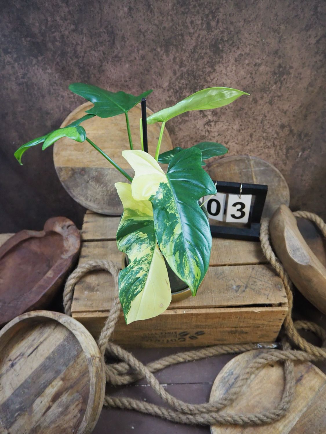 Philodendron Golden Violin Variegata #3
