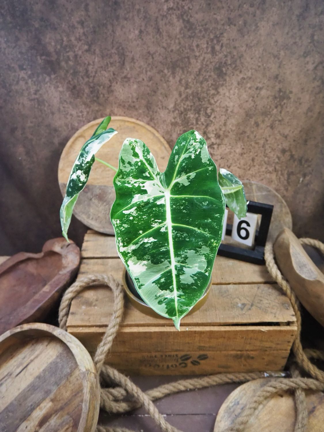 Alocasia Frydek Variegata #6