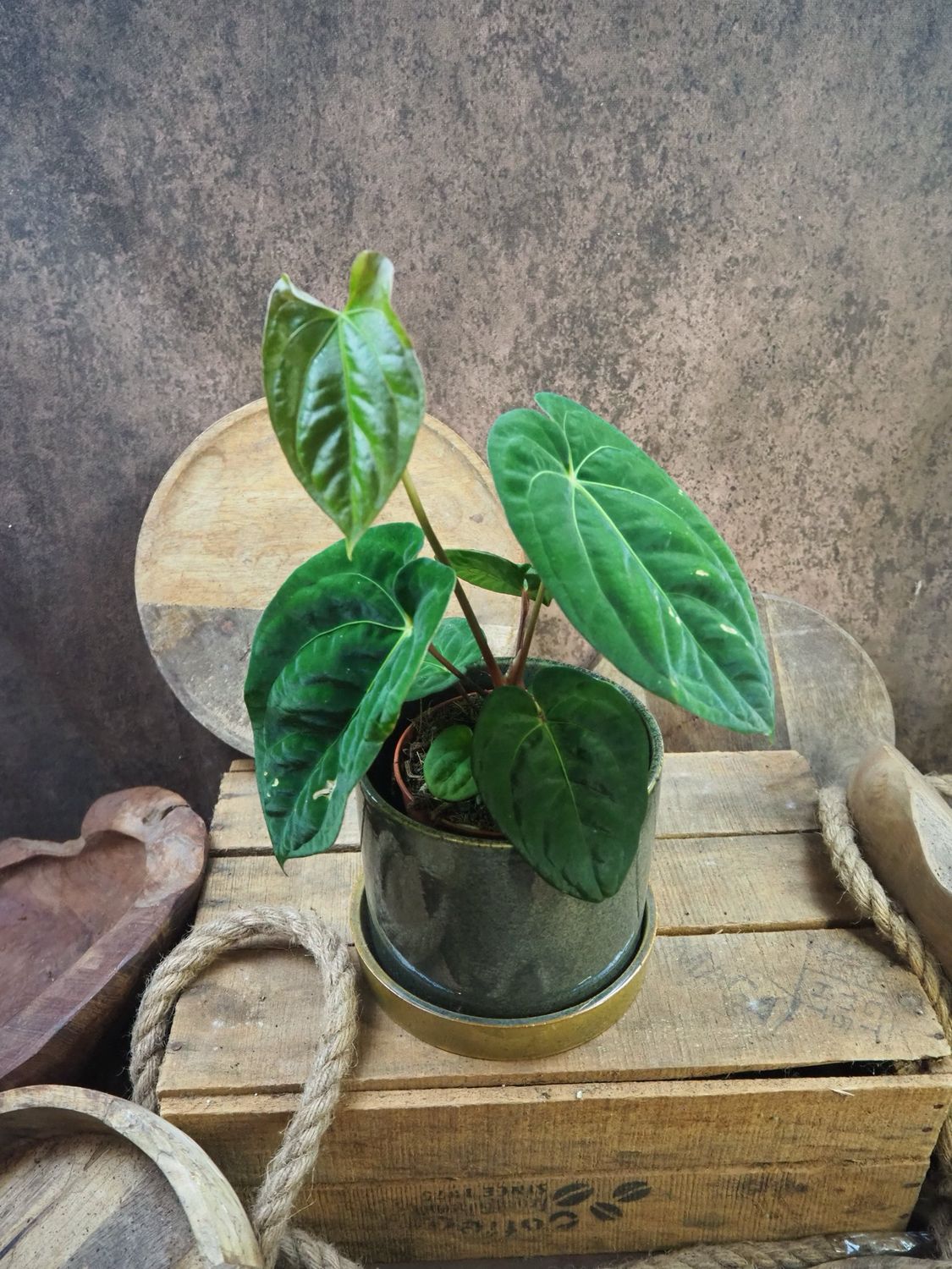 Anthurium papillilaminum Hybrid M