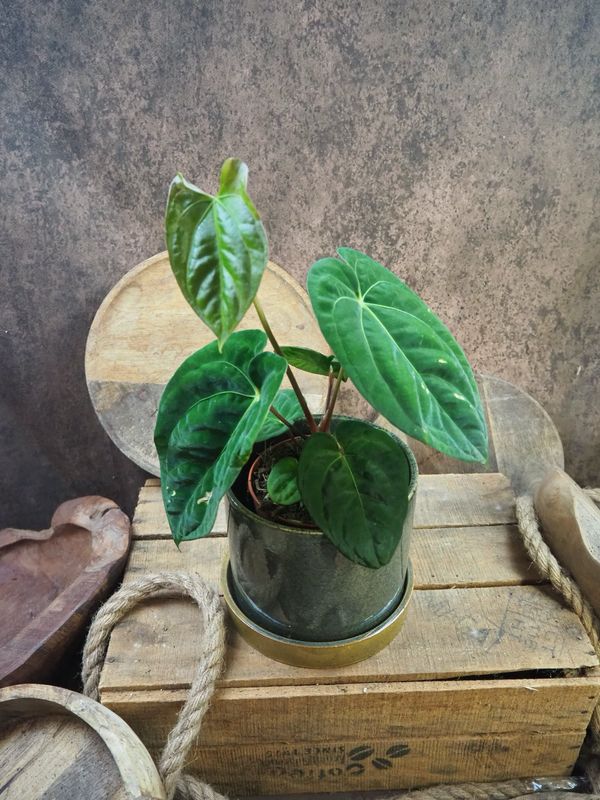 Anthurium papillilaminum Hybrid M Anthurium papillilaminum Hybrid M