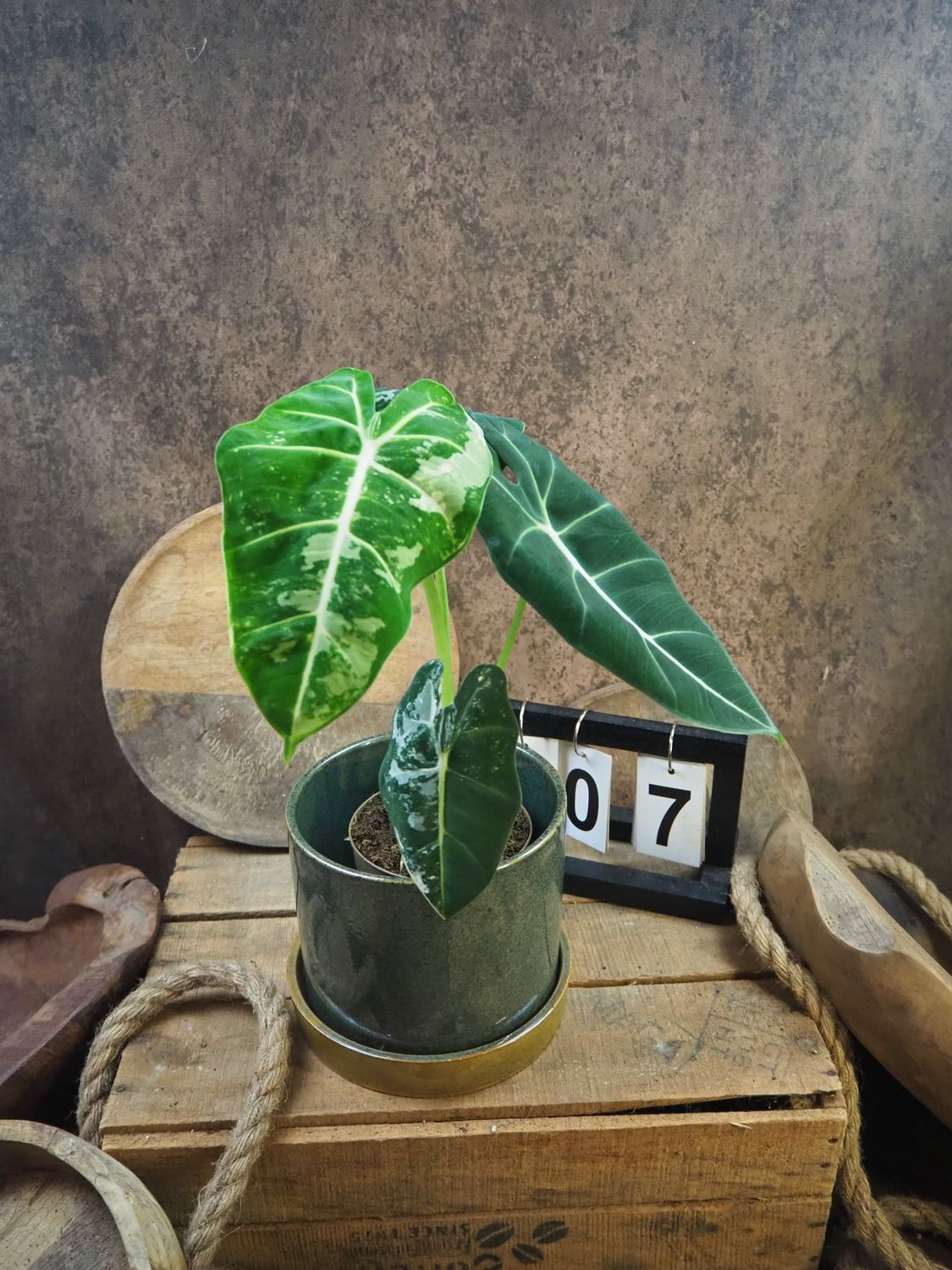 Alocasia Frydek Variegata #7
