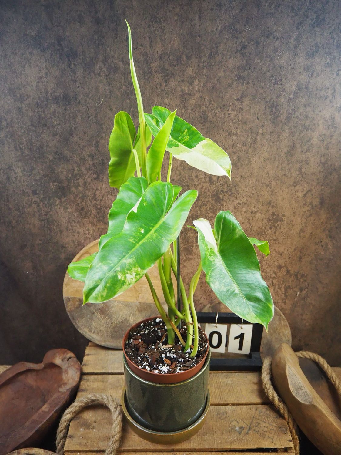 Philodendron Burle Marx Variegata #1 Philodendron Burle Marx Variegata #1
