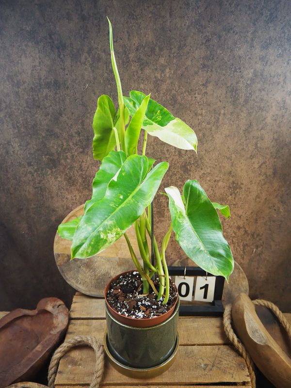 Philodendron Burle Marx Variegata #1 Philodendron Burle Marx Variegata #1