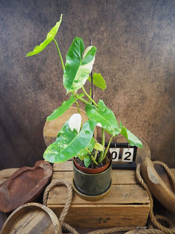 Philodendron Burle Marx Variegata #2 Philodendron Burle Marx Variegata #2