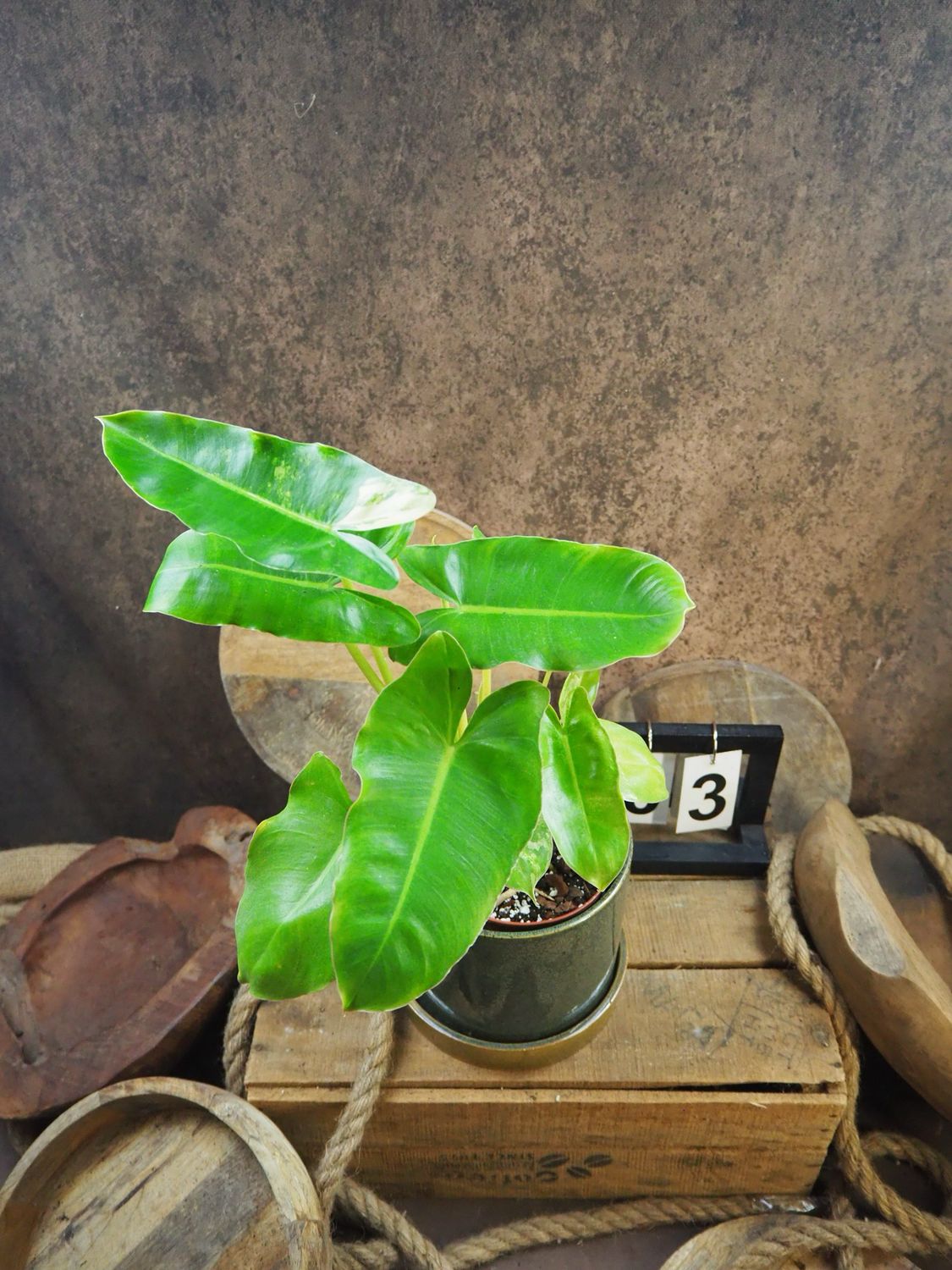 Philodendron Burle Marx Variegata #3 Philodendron Burle Marx Variegata #3