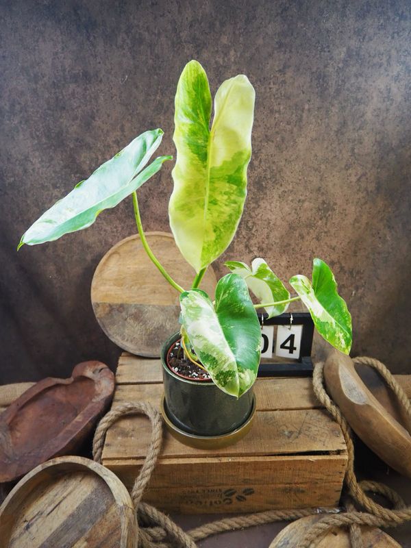 Philodendron Burle Marx Variegata #4 Philodendron Burle Marx Variegata #4