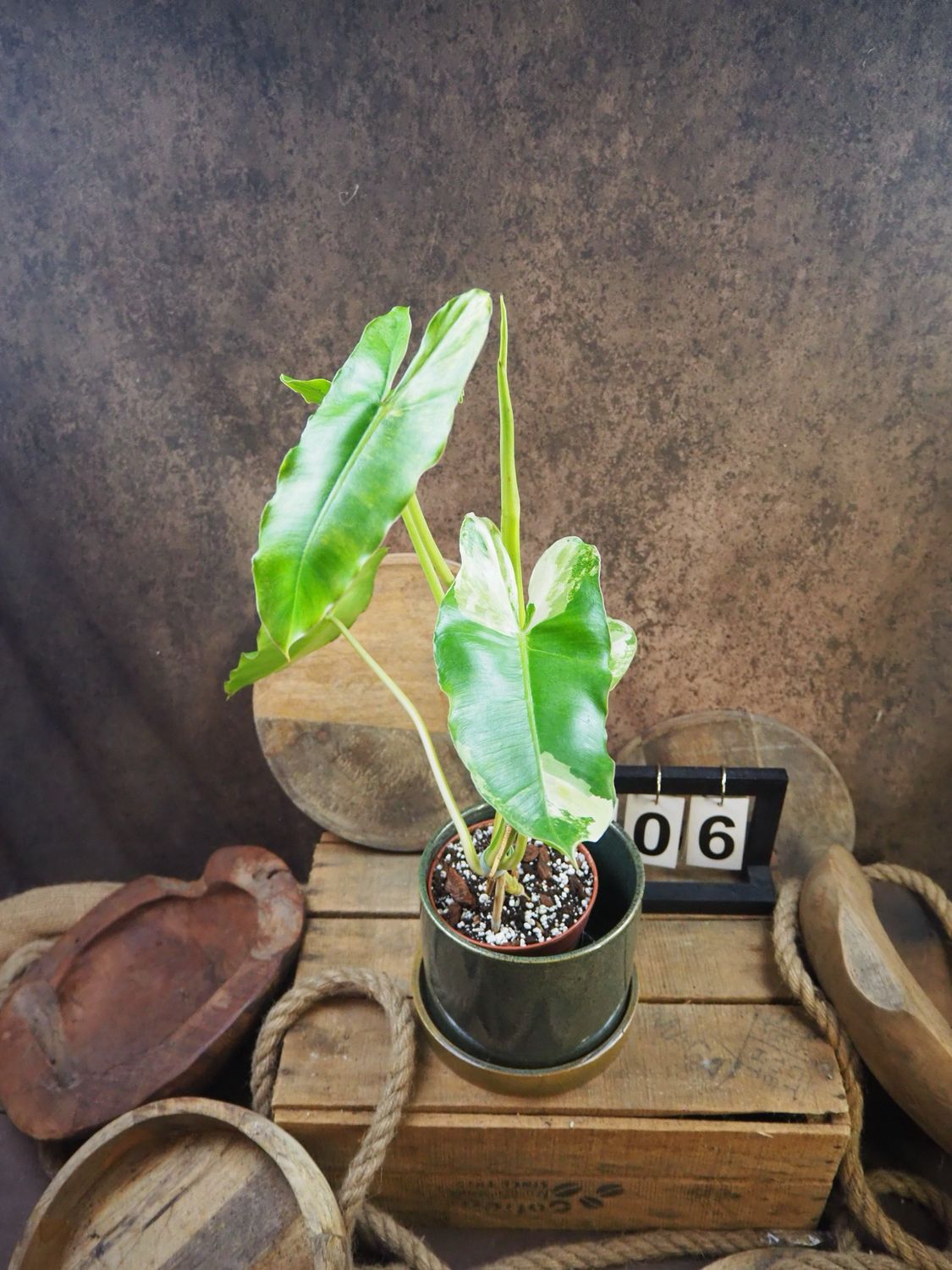 Philodendron Burle Marx Variegata #6 Philodendron Burle Marx Variegata #6