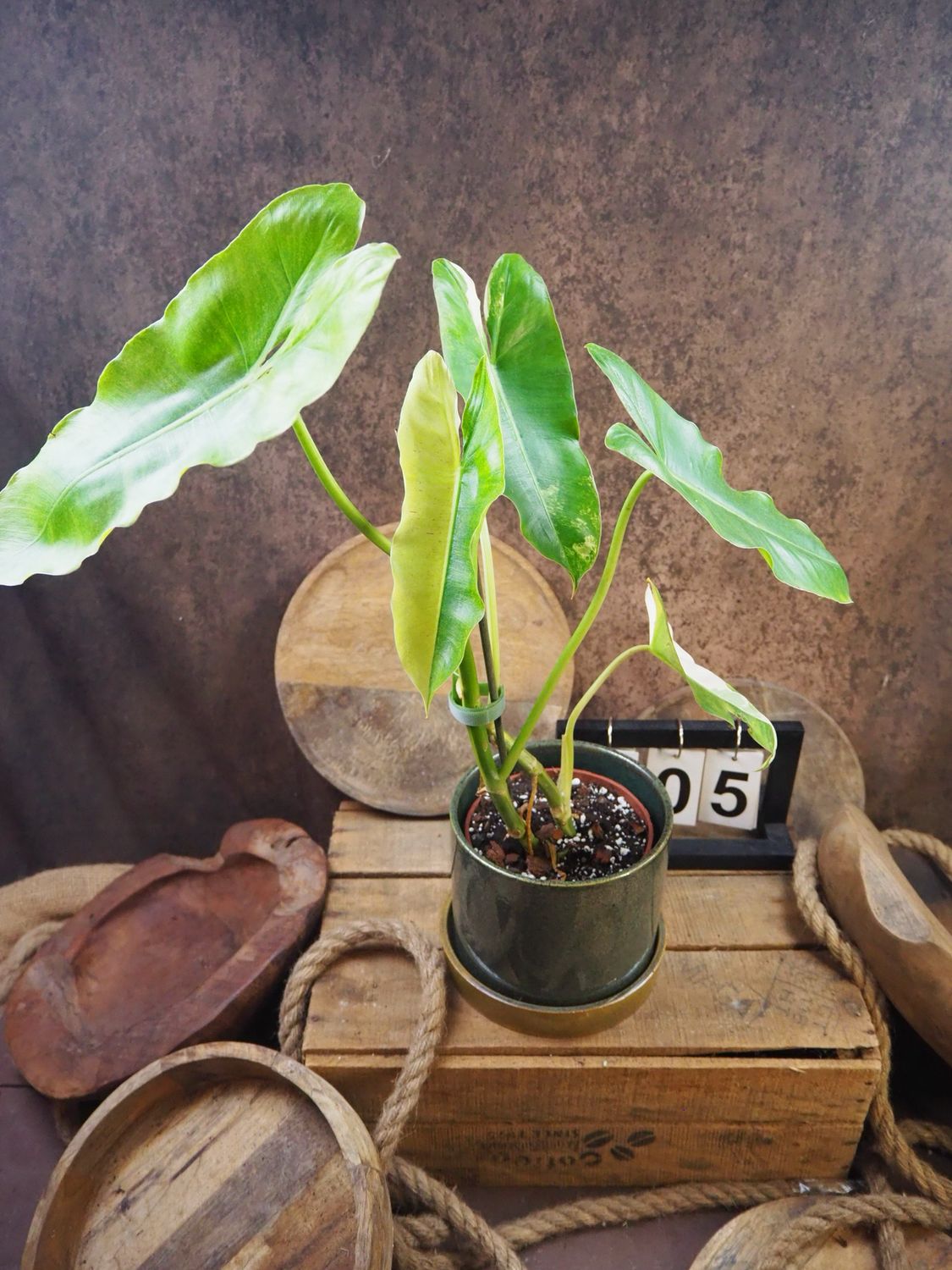 Philodendron Burle Marx Variegata #5 Philodendron Burle Marx Variegata #5