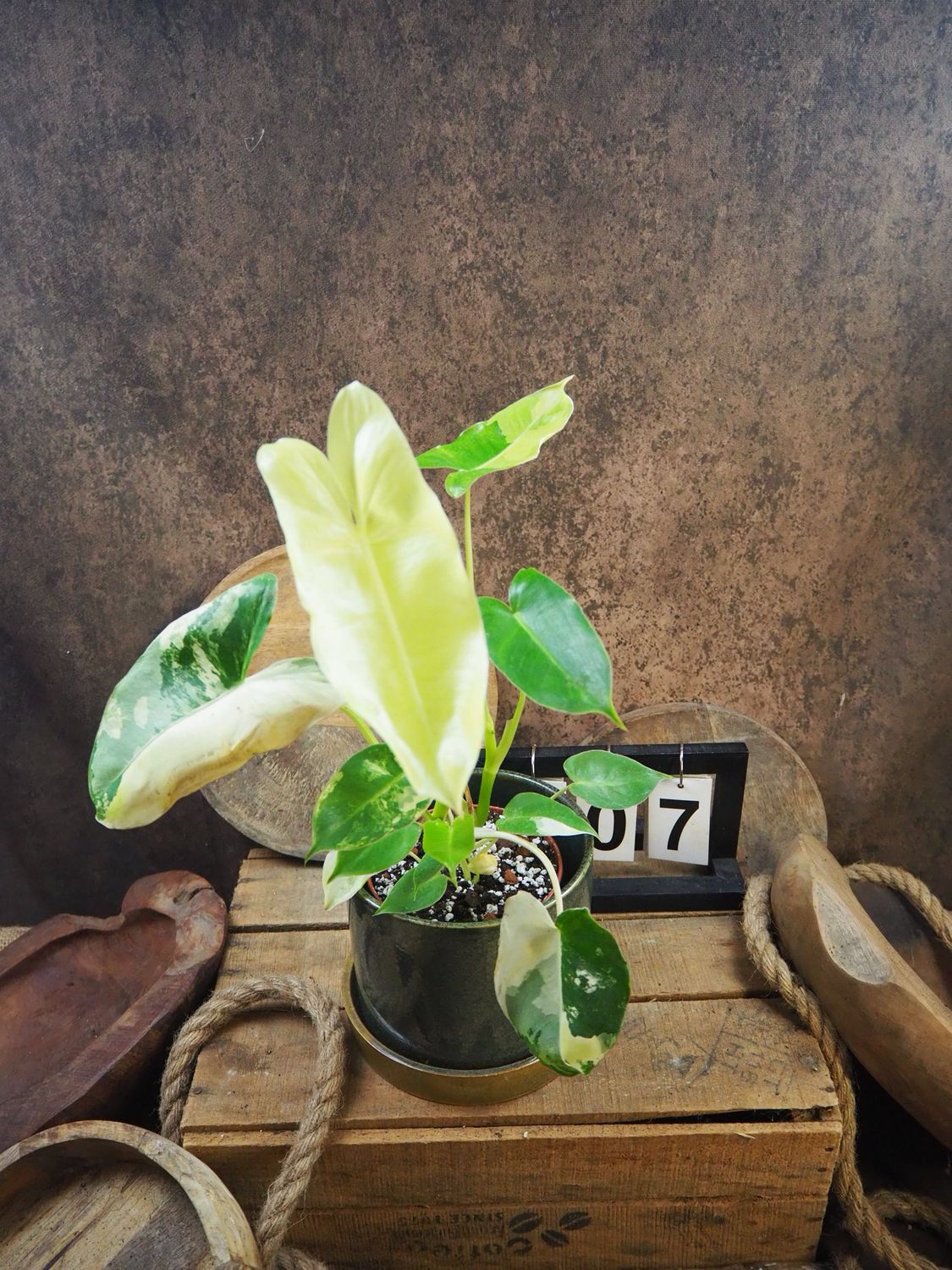 Philodendron Burle Marx Variegata #7
