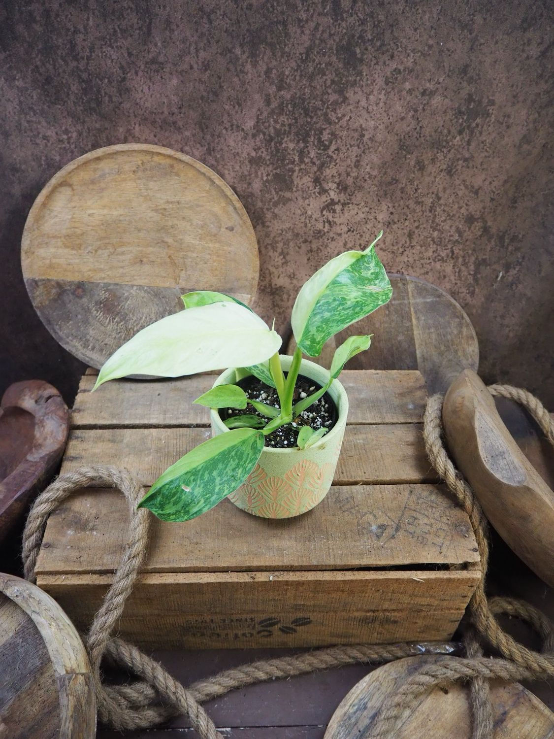 Philodendron Jose Buono Jungpflanze