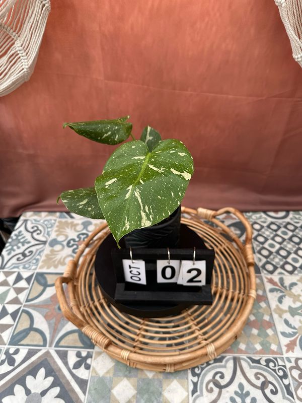 Monstera Thai Constellation S #2 Monstera Thai Constellation S #2