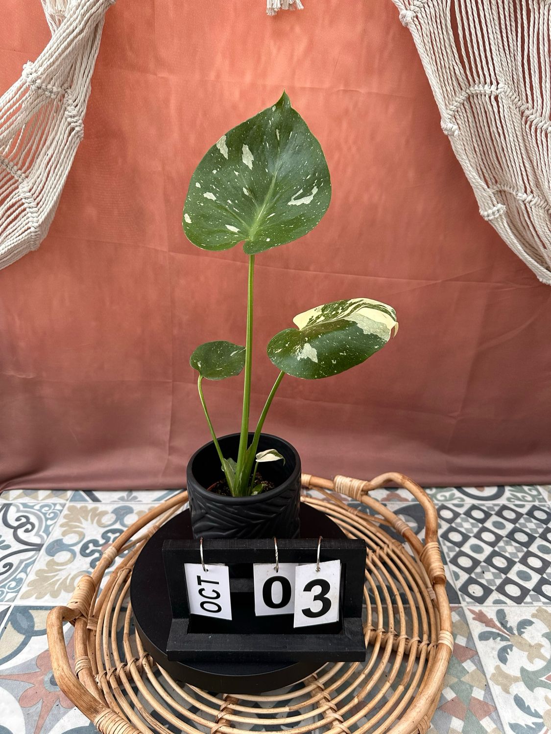 Monstera Thai Constellation S #3
