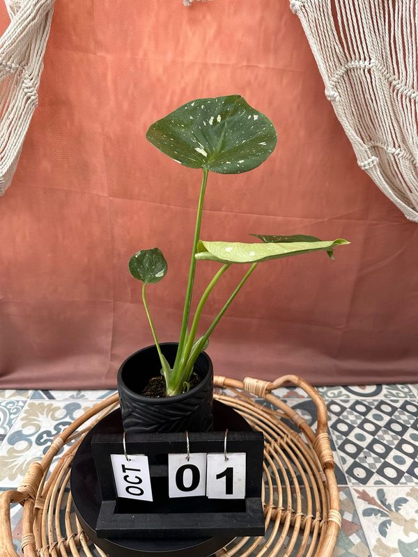 Monstera Thai Constellation S #1 Monstera Thai Constellation S #1