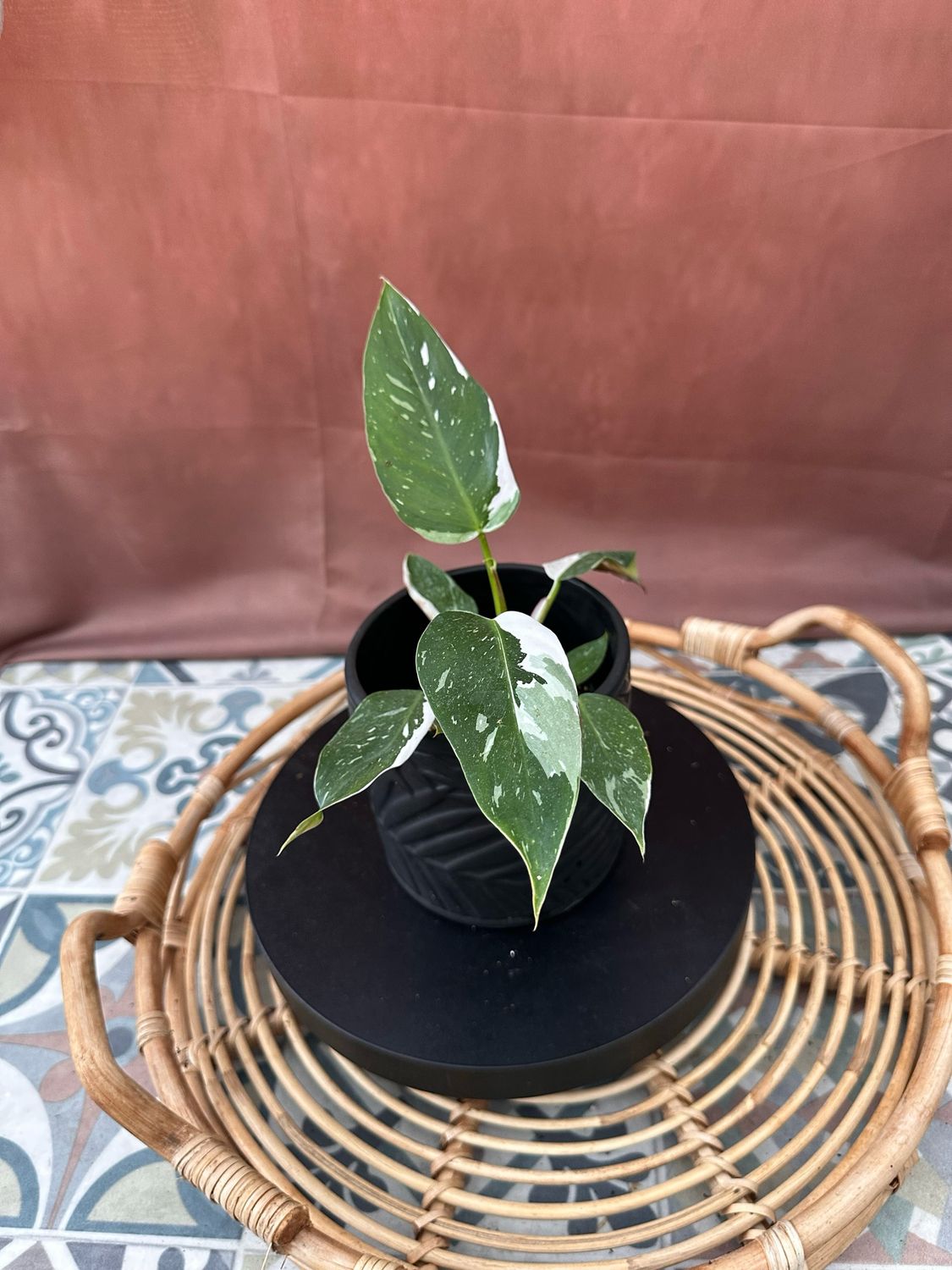 Philodendron White Princess