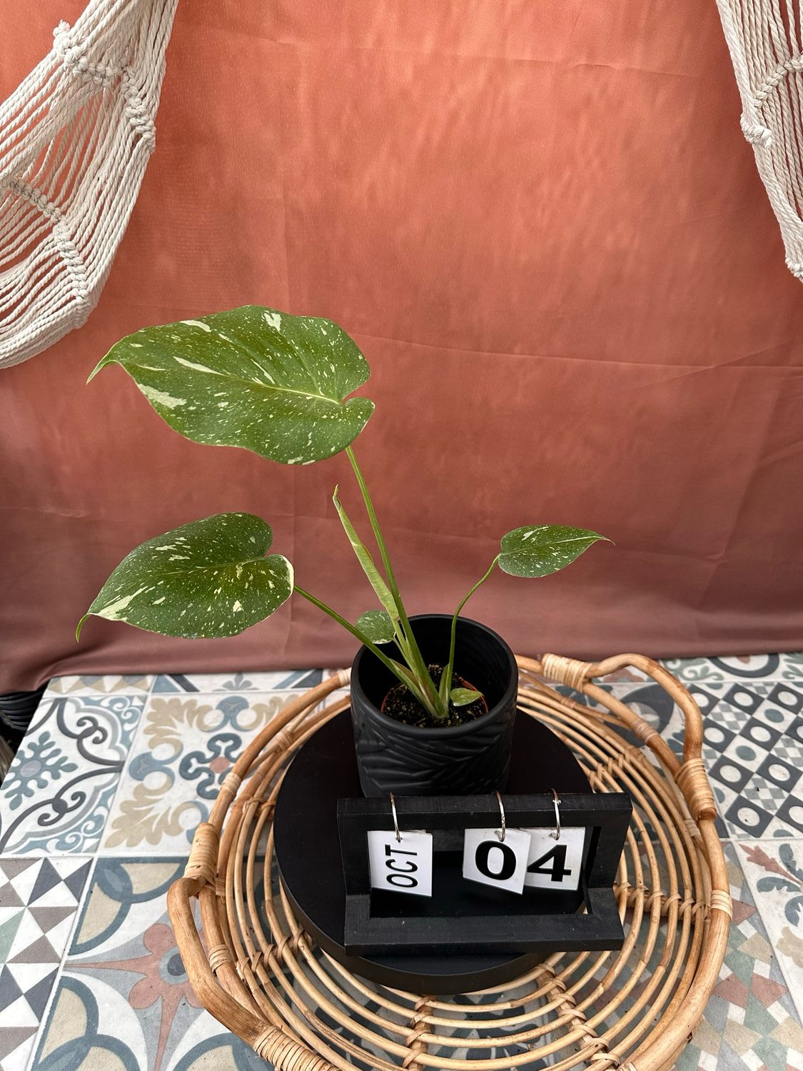 Monstera Thai Constellation S #4 Monstera Thai Constellation S #4